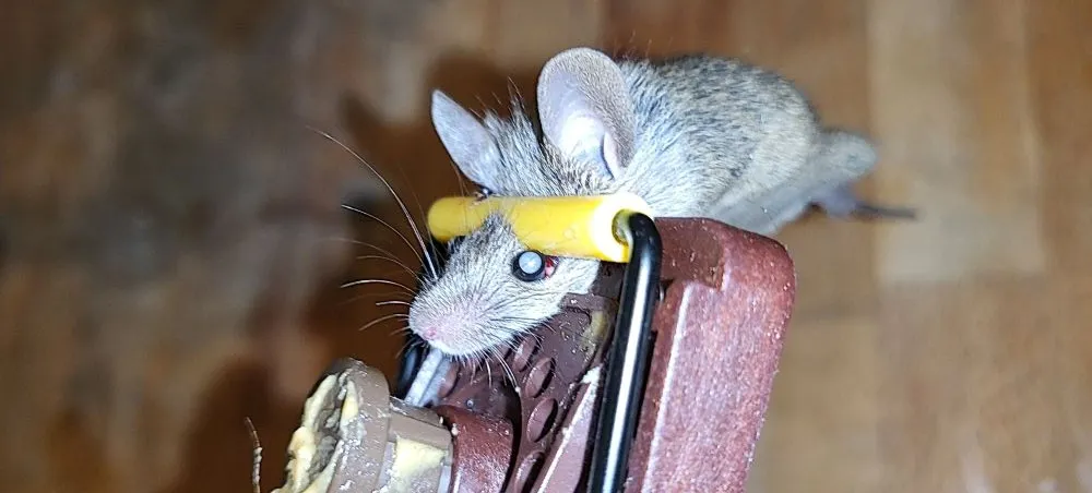 se débarrasser des souris
